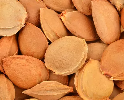 A close-up of various brown apricot pits arranged closely together, showcasing their textured surfaces and varying shapes.