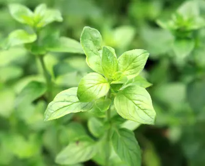 A close-up of vibrant green oregano leaves with a blurred green background.