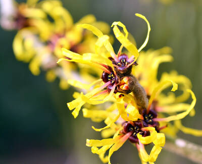 A close-up of bright yellow flowers with long, ribbon-like petals and dark centers, set against a blurred green background.