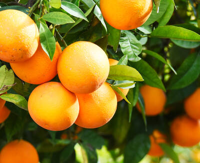 A close-up of ripe, vibrant orange oranges hanging from a tree, surrounded by green leaves.