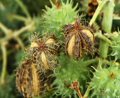 Close-up of spiky, green seed pods with dried, brown husks, surrounded by thorny foliage.