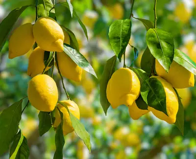 A close-up of lemon branches with bright yellow lemons and vibrant green leaves against a blurred background.