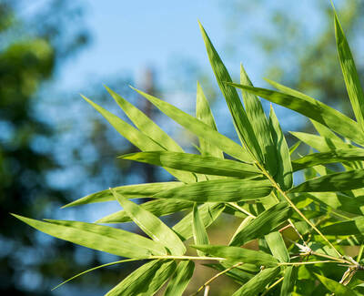 Close-up of green bamboo leaves against a blurred natural background.