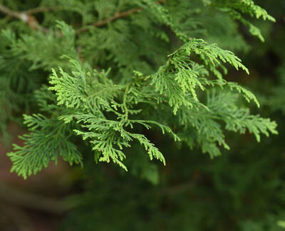 A close-up of green, feathery foliage from a coniferous tree branch.
