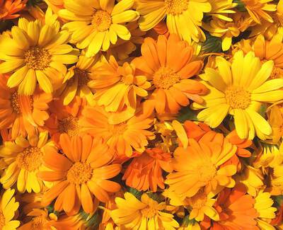 Calendula ekstrakt |Kiehl's