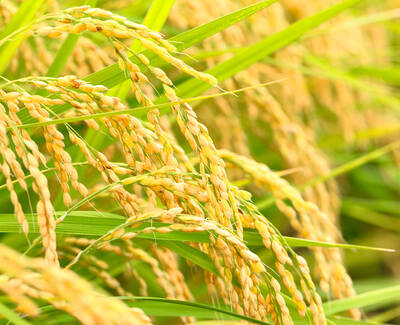 Close-up of ripening rice grains hanging from green stalks, depicting a lush field of agricultural crops.