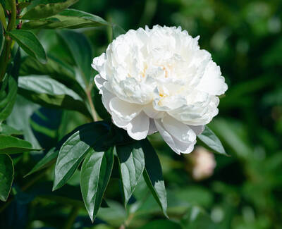 A close-up of a white peony flower surrounded by lush green leaves.