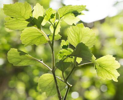 A close-up of green leaves illuminated by sunlight, showcasing their vibrant colors and fine textures against a blurred green background.