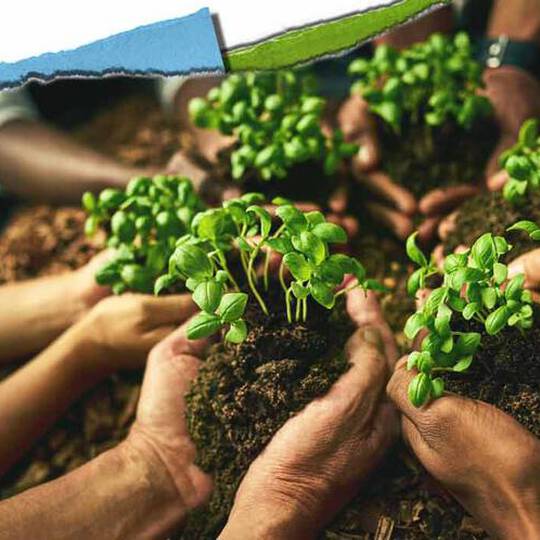 Forskellige haender holder små planter i jorden, hvilket symboliserer samarbejde i samfundet og naerende vaekst.