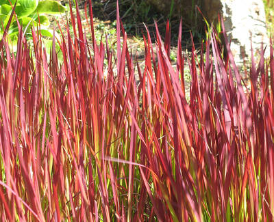A close-up of vibrant red and green grass-like plants, standing tall in a natural setting.