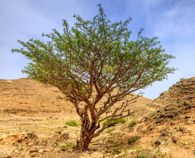 A solitary green tree stands in a dry, rocky landscape, with a hilly background under a blue sky.