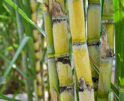 Close-up of green and yellow sugarcane stalks, showcasing their thick, segmented structure and surrounding green foliage.
