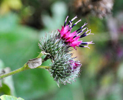 Close-up of a thistle plant featuring sharp, spiky buds and vibrant pink-purple flowers against a blurred green background.